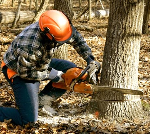 Tree Removal in Callaway, VA